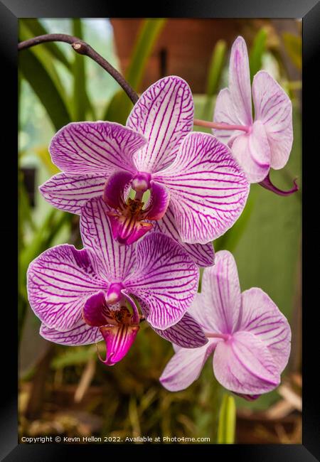 Purple orchid flowers Framed Print by Kevin Hellon