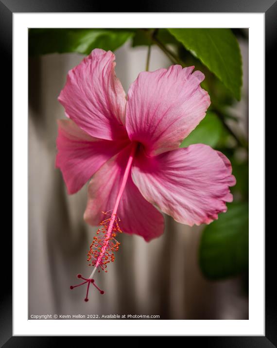 Pink Hibiscus flower Framed Mounted Print by Kevin Hellon
