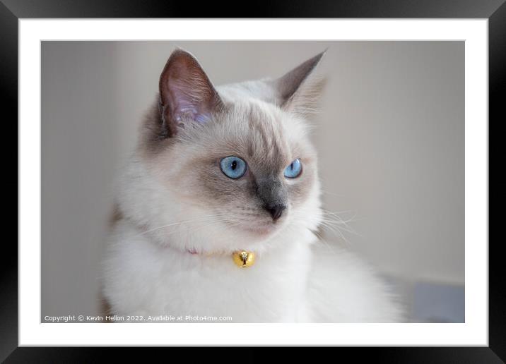 Rag Doll Cat Framed Mounted Print by Kevin Hellon