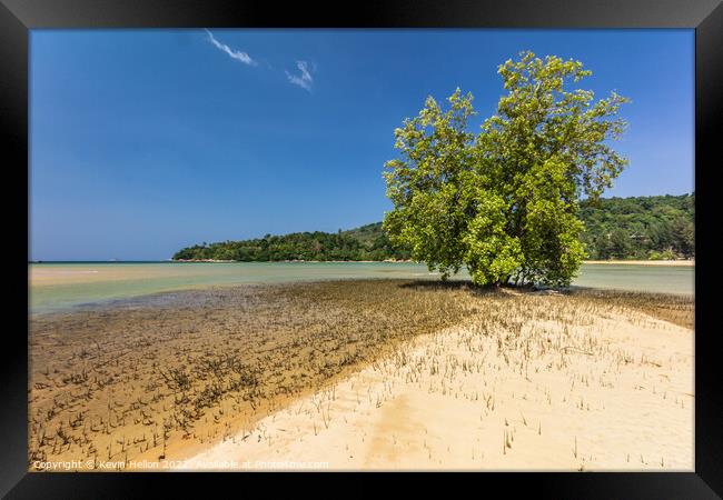Mangrove Tree, Layan Beach, Phuket, Thailand Framed Print by Kevin Hellon