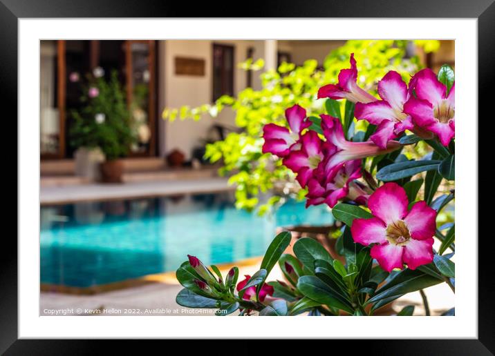 Adenium flowers by swimming pool  Framed Mounted Print by Kevin Hellon