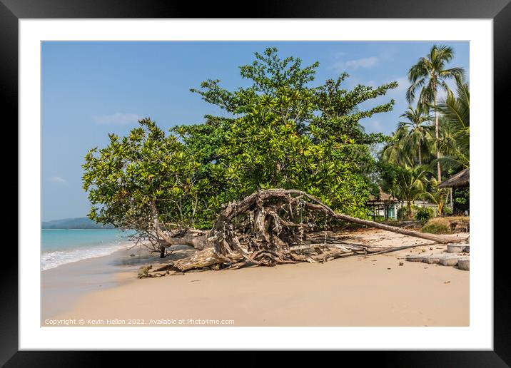 Mangrove tree on the beach, Khao Lak, Phang Nga Province, Thaila Framed Mounted Print by Kevin Hellon