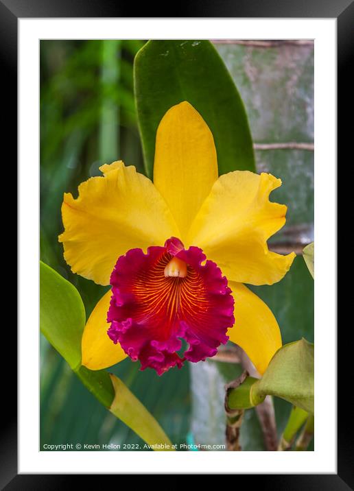 Red and yellow orchid flower Framed Mounted Print by Kevin Hellon