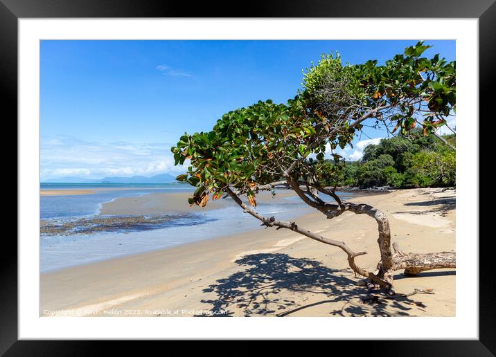 Lone tree, Cape Tribulation, Queensland, Australia Framed Mounted Print by Kevin Hellon