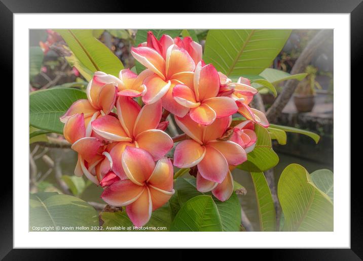 Beautiful, delicate, Frangipani or Plumeria flower  Framed Mounted Print by Kevin Hellon