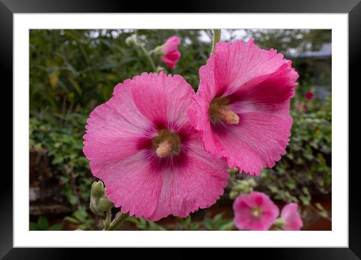 Pink Hollyhocks flowers Framed Mounted Print by Kevin Hellon