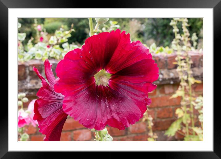 Deep red Hollyhocks flowers Framed Mounted Print by Kevin Hellon