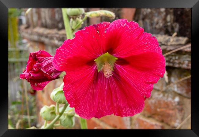 Red Hollyhocks flowers Framed Print by Kevin Hellon