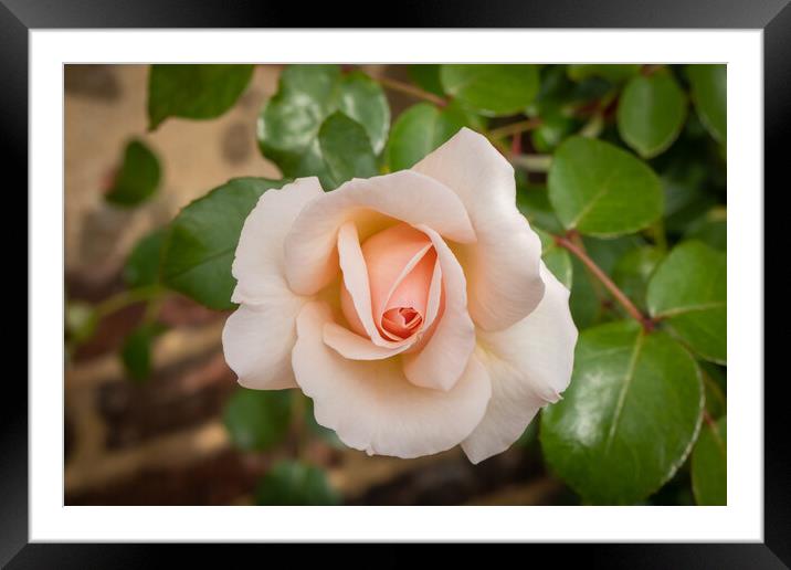 Salmon coloured rose in garden Framed Mounted Print by Kevin Hellon