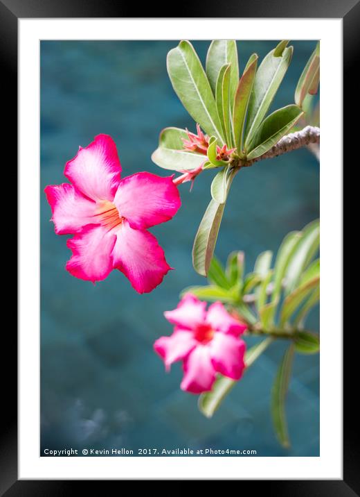 Apocynaceae Framed Mounted Print by Kevin Hellon