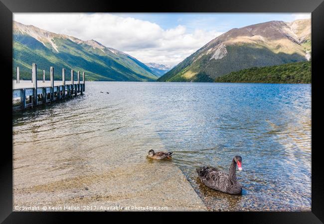 Black swan and duck on Lake Rotoiti Framed Print by Kevin Hellon