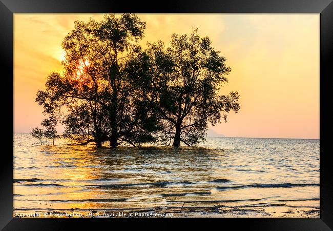 Mangrove sunrise Framed Print by Kevin Hellon