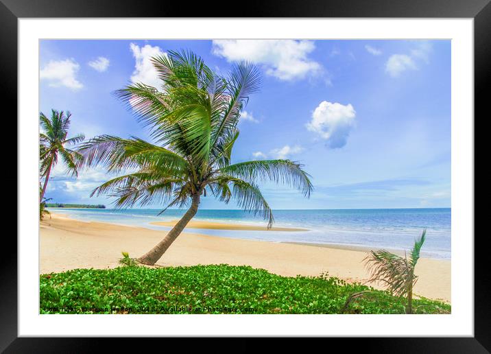 Palm tree on tropical beach Framed Mounted Print by Kevin Hellon