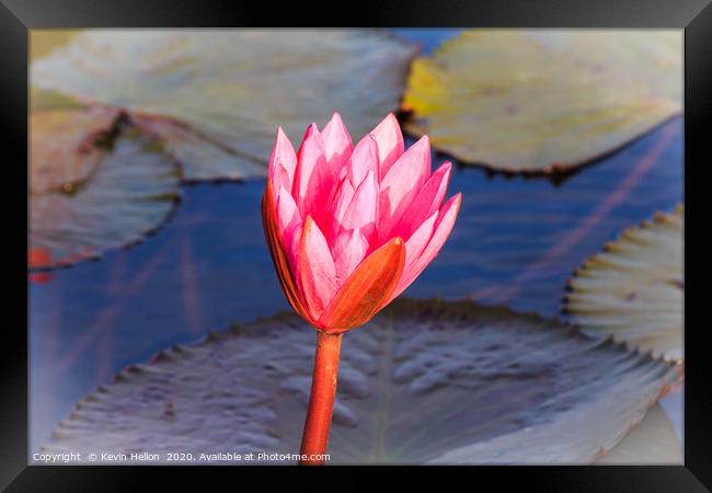 Flower of a pink water lily Framed Print by Kevin Hellon