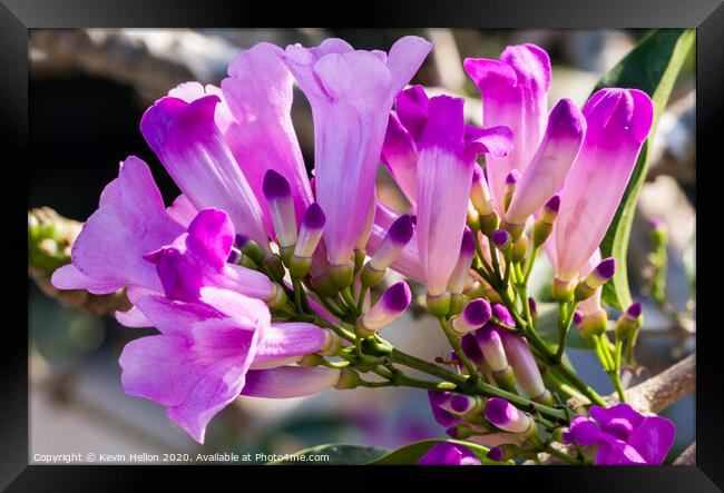 Purple flowers of the Garlic Vine  Framed Print by Kevin Hellon