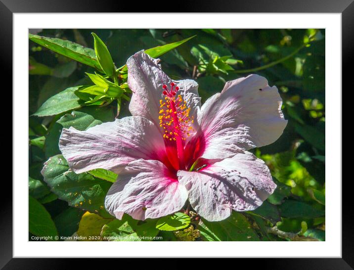 Lilac hibiscus flower  Framed Mounted Print by Kevin Hellon