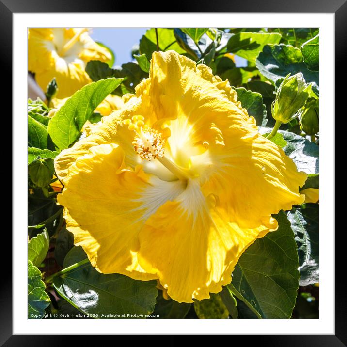 Beautiful yellow hibiscus flower Framed Mounted Print by Kevin Hellon