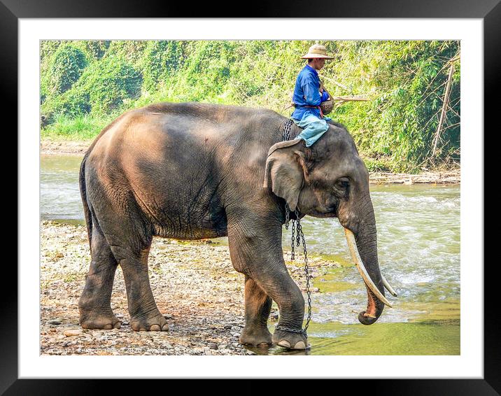 Elephant trainer Framed Mounted Print by Kevin Hellon
