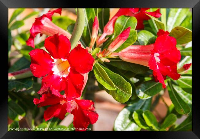 Adenium flowers  Framed Print by Kevin Hellon