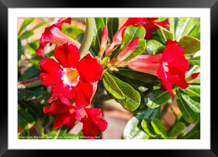 Adenium flowers  Framed Mounted Print by Kevin Hellon