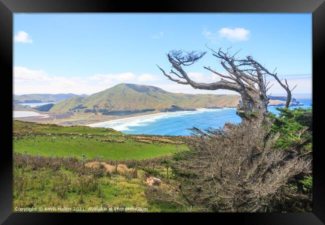 Dead, windswept tree on the Otago Peninsular  Framed Print by Kevin Hellon