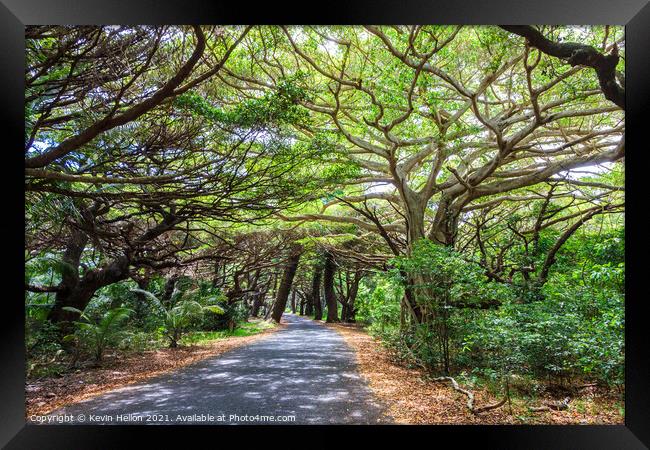 Tree lined road in Iles des Pines Framed Print by Kevin Hellon
