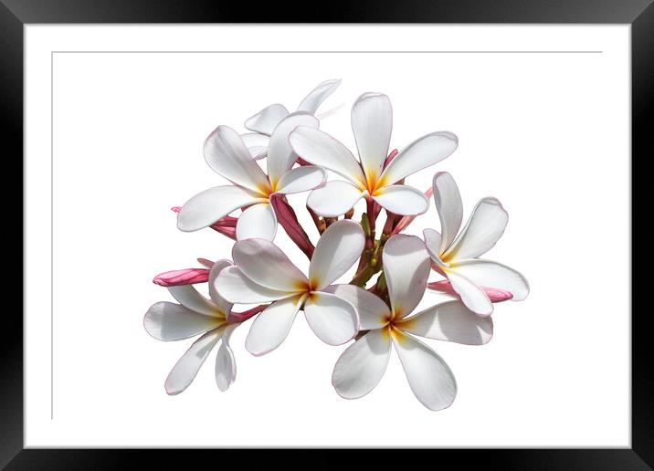 Frangipani flower on white background Framed Mounted Print by Kevin Hellon