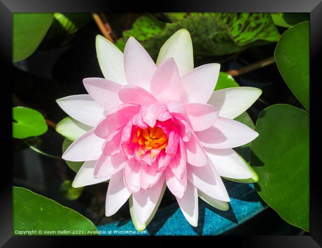 Pink water lily flower (Nymphaeaceae) in a pot Framed Print by Kevin Hellon