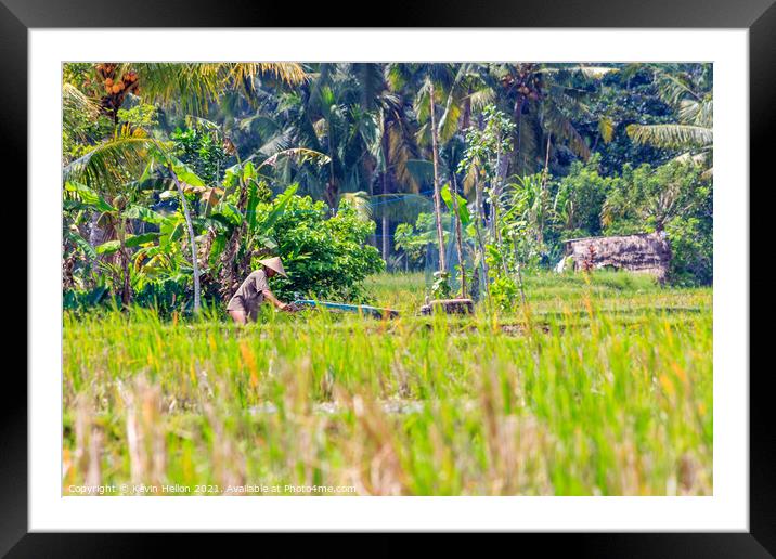 Farmer at work in the rice fields Framed Mounted Print by Kevin Hellon