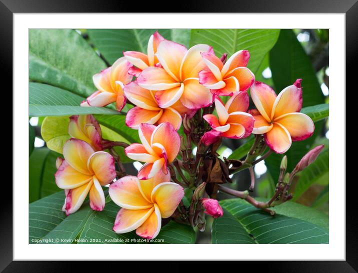 Plumeria or Frangipani flower Framed Mounted Print by Kevin Hellon