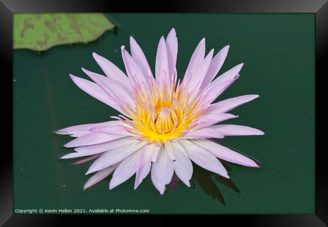 Lilac and orange water lily, Nymphaeaceae Framed Print by Kevin Hellon