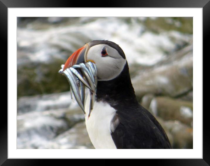 Puffin With Sand Eels Framed Mounted Print by Lee Clark