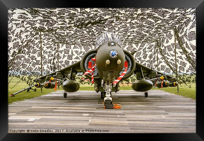 Harrier hiding Framed Print by Colin Smedley