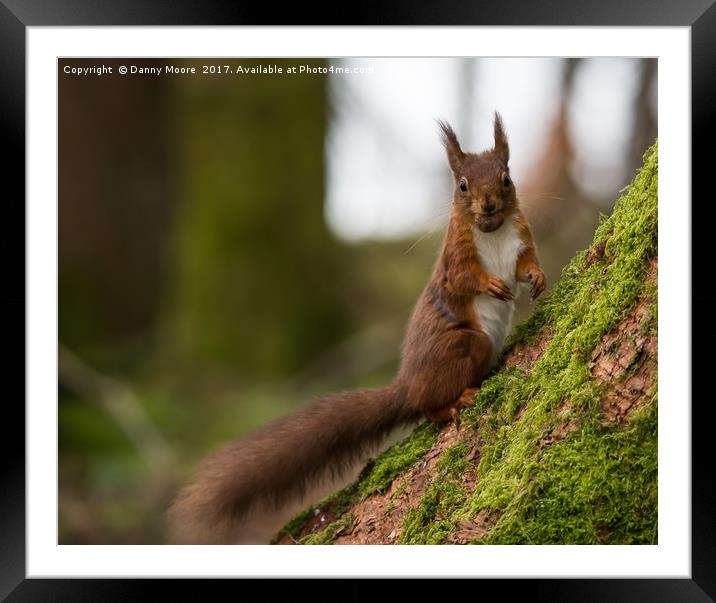 Red squirrel Framed Mounted Print by Danny Moore