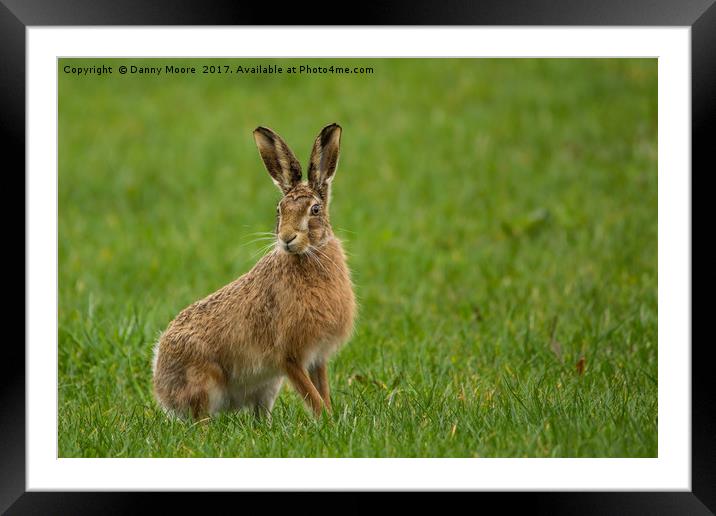 The brown hare Framed Mounted Print by Danny Moore
