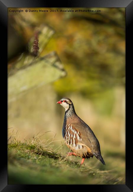 The Partridge Framed Print by Danny Moore