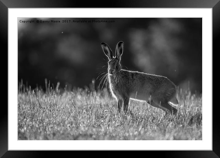 The hare Framed Mounted Print by Danny Moore