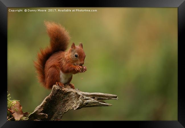 Red squirrel Framed Print by Danny Moore
