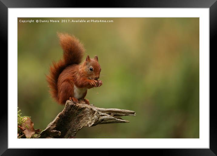 Red squirrel Framed Mounted Print by Danny Moore