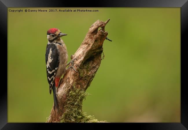 The woodpecker Framed Print by Danny Moore