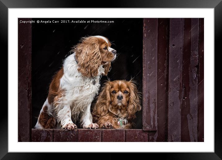 Taking Shelter Framed Mounted Print by Angela Carr