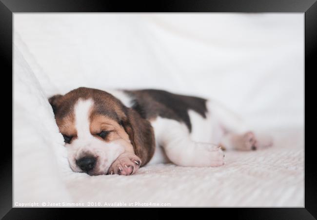 Beagle puppy sleeping Framed Print by Janet Simmons