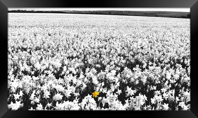 Daffodil Field Framed Print by Mike Lanning
