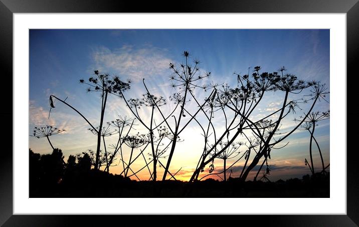 Sunset seedheads Framed Mounted Print by Mike Lanning