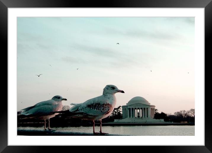 Jefferson Memorial Seagulls Framed Mounted Print by Mike Lanning