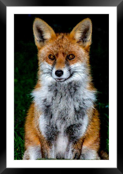 Mrs Fox Framed Mounted Print by Mike Lanning