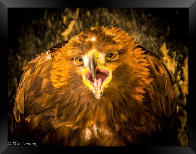 Golden Eagle - close up, calling Framed Print by Mike Lanning