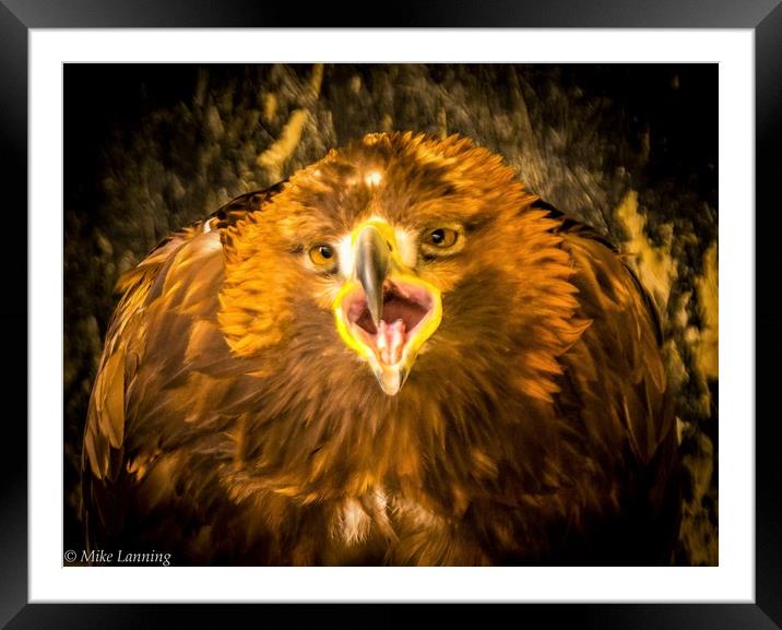 Golden Eagle - close up, calling Framed Mounted Print by Mike Lanning