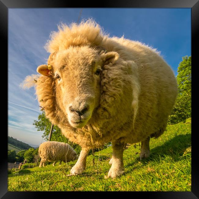 Ewe What? Framed Print by Mike Lanning