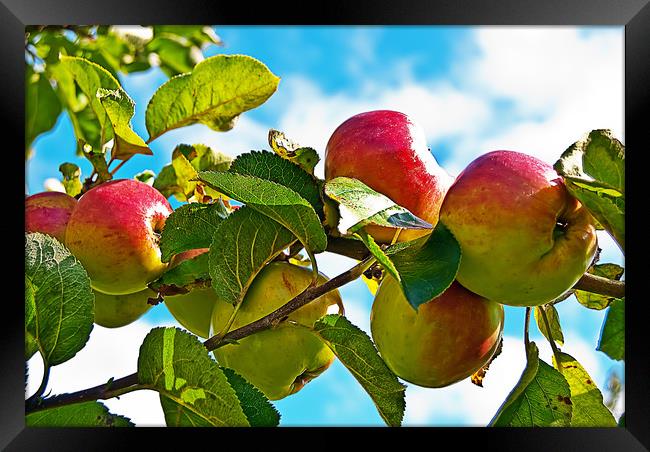 Racky Down - Old English Apple Framed Print by Bob Walker